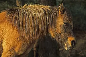 Dulmen wild horses, colour strokes: A chestnut mare in winter coat enjoys the warming rays of the sun<br> D