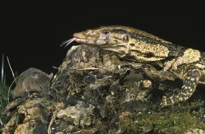 Dumeril's monitor (varanus dumerilii)