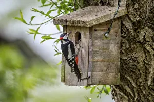 Dummer nature park Park, Lower Saxony