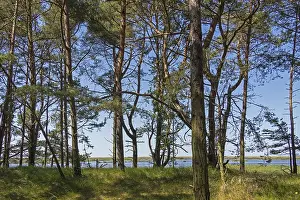 Dune forest, trees, pine trees