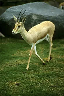 Dune gazelle, Dune gazelle, Gazelles
