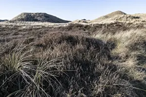 Dune landscape, Amrum, Schleswig-Holstein, Germany