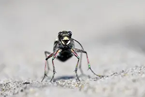 Dune Sand Beetle, northern dune tiger beetle (Cicindela hybrida)