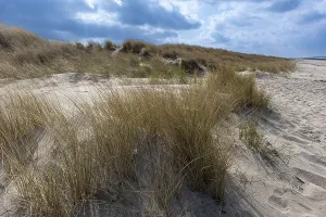 Dunes with grasses, marram grass