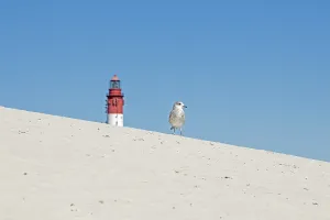 Dunes, young seagull, lighthouse