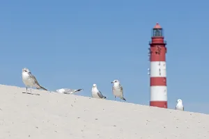 Dunes, young seagulls, lighthouse