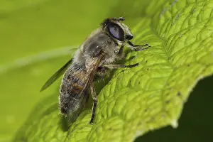 Dung bee (Eristalis tenax)