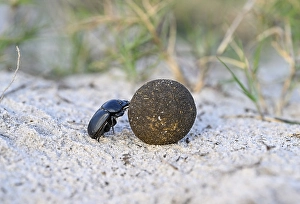 Dung beetle (Catharsius gorilla) rolling a dung ball
