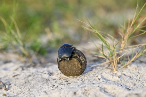 Dung beetle (Catharsius gorilla) rolling a dung ball