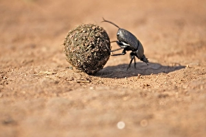 Dung Beetle rolling ball of elephant dung