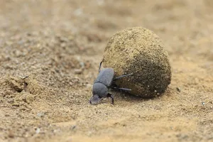 Dung beetle (Scarabaeus sacer)