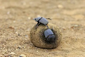 Dung beetle (Scarabaeus sacer)