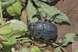 Dung Beetle (Scarabaeus sacer) in the Waterberg National Park