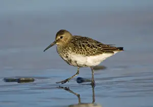 Dunlin (Calidris alpina)
