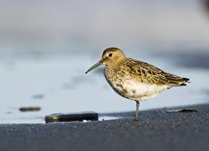 Dunlin (Calidris alpina)