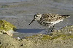 Dunlin (Calidris alpina)