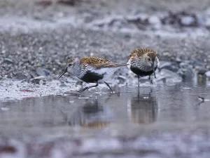 Dunlin (Calidris alpina) two adult birds