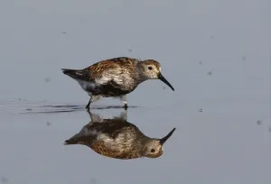Dunlin (Calidris alpina alpina)