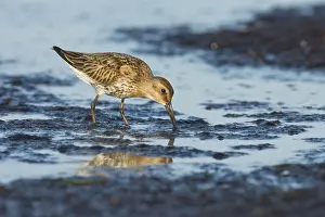 Dunlin (Calidris alpina), Darss