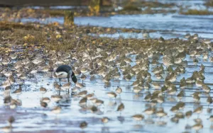 Dunlin (Calidris alpina), feeding in the habitat during winter migration