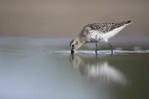 Dunlin (Calidris alpina) foraging