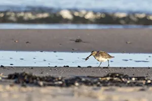 Dunlin (Calidris alpina) foraging on shoreline