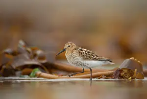 Dunlin (Calidris alpina) immature