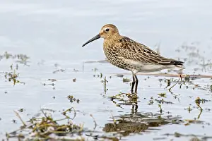 Dunlin (Calidris alpina), Vorarlberg