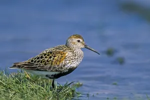 Dunlin, the majority of breed care is provided by the male