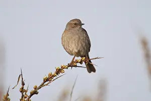 Dunnock, Hedge Accentor, Hedge Sparrow or Hedge Warbler (Prunella modularis)