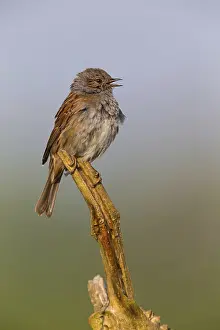 Dunnock, Hedge Accentor, Prunella modularis