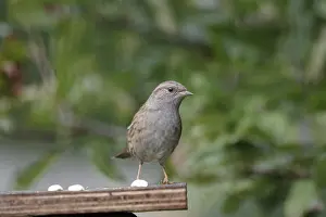 Category Wildlife DE Prints: Dunnock (Prunella modularis), close-up