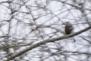 Dunnock (Prunella modularis) sitting in the bushes