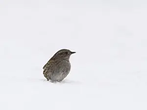 A dunnock sits in the snow and observes its territory