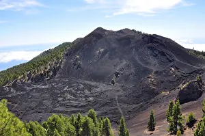 Duraznero Volcano, Canary Island Pines (Pinus canariensis)
