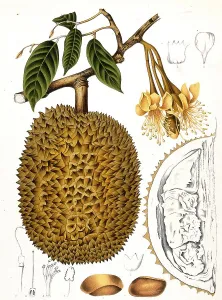 Durian (Durio zibethinus), durian tree
