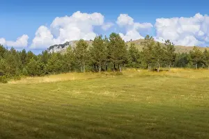 Durmitor mountains and tree landscape