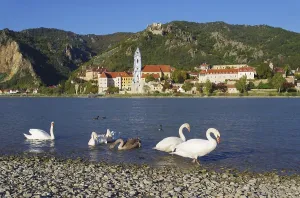 Durnstein with swan, Durnstein with swan 02<br> D?rnstein with swan