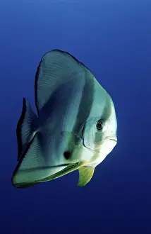 Dusky Batfish or Red Faced Batfish (Platax pinnatus)