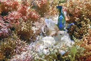 Dusky gregory Underwater (Stegastes nigricans) Marine life