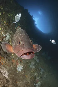 Dusky Grouper in cave, Epinephelus marginatus