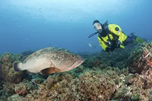 Dusky Grouper and Diver, Epinephelus marginatus