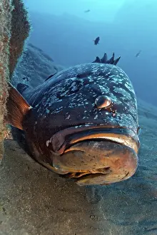 Dusky Grouper (Epinephelus marginatus)
