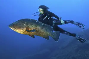 Dusky grouper (Epinephelus marginatus) and diver