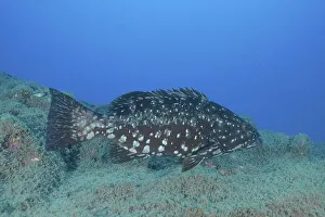 Dusky grouper (Epinephelus marginatus) (Mycteroperca marginatus)