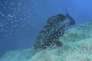Dusky Grouper (Epinephelus marginatus Mycteroperca marginatus)