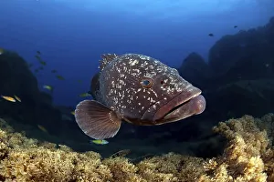 Dusky Grouper or Merou (Epinephelus marginatus)