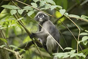 Dusky leaf monkey (Trachypithecus obscurus)