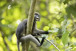Dusky leaf monkey (Trachypithecus obscurus)