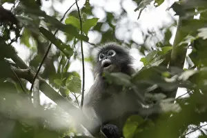 Dusky leaf monkey (Trachypithecus obscurus)